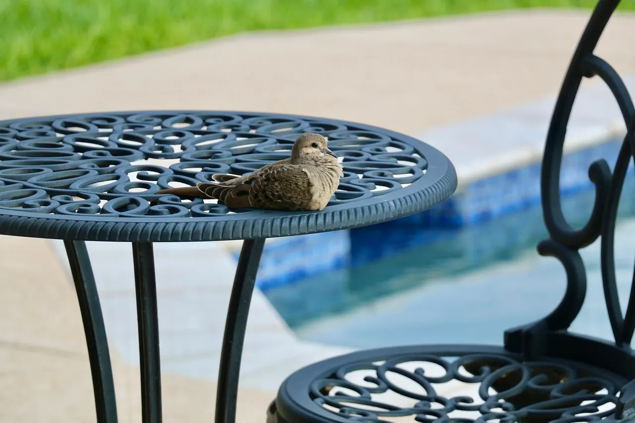 dove, bird, patio furniture, poolside, nature, avian, dove, dove, dove, dove, dove, patio furniture, poolside
